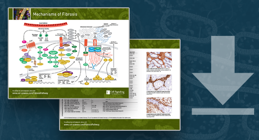 Mechanisms Of Fibrosis Pathway